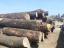 Дуб кругляк 37-60см IMG-20190427-WA0003_64x48